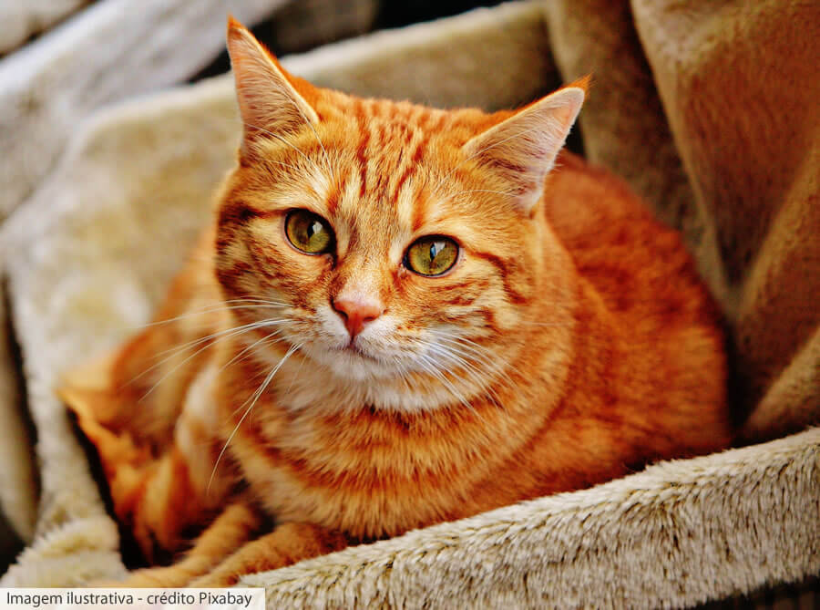 BH Shopping recebe feira de adoção de pets