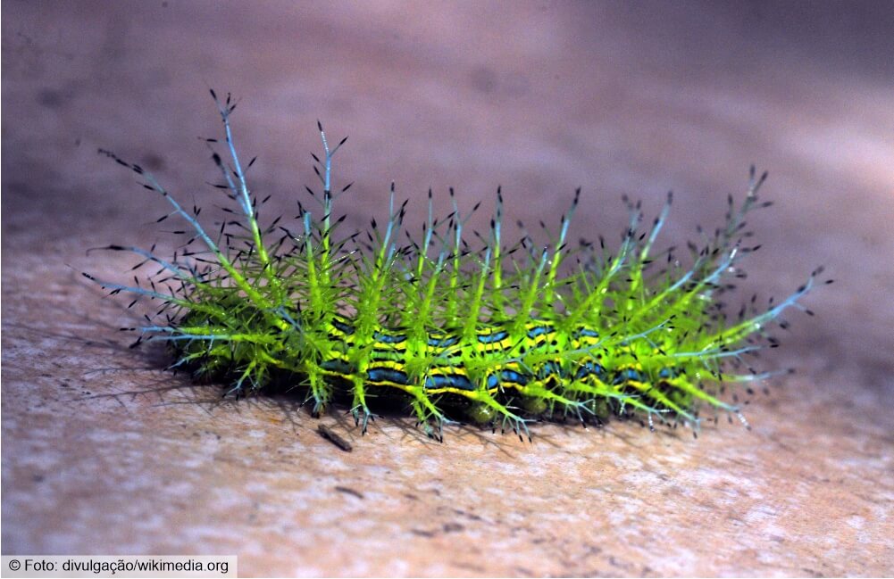 Belas, mas perigosas…