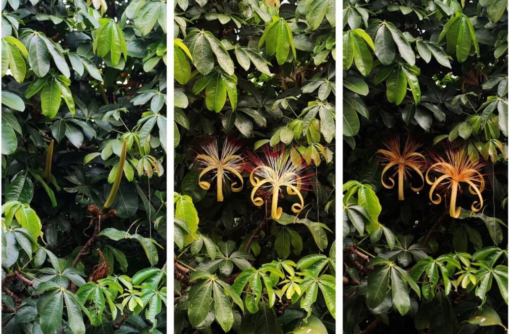 As várias lições de uma flor