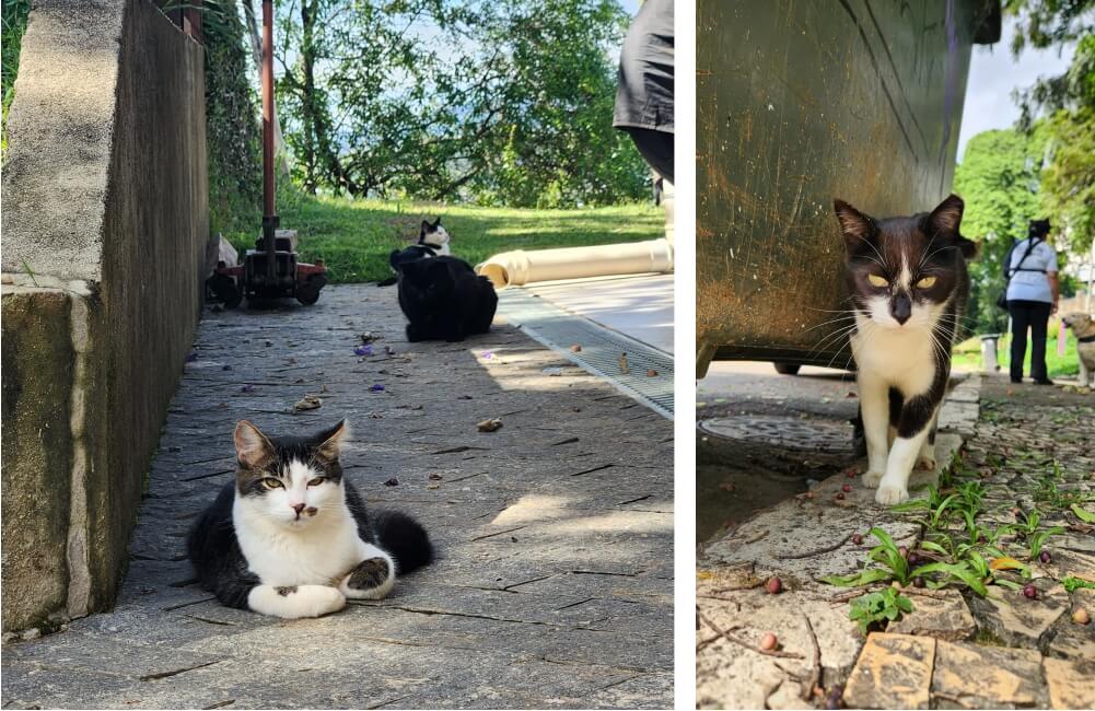 Abandono de animais na Região de Alphaville afeta equilíbrio ecológico e moradores