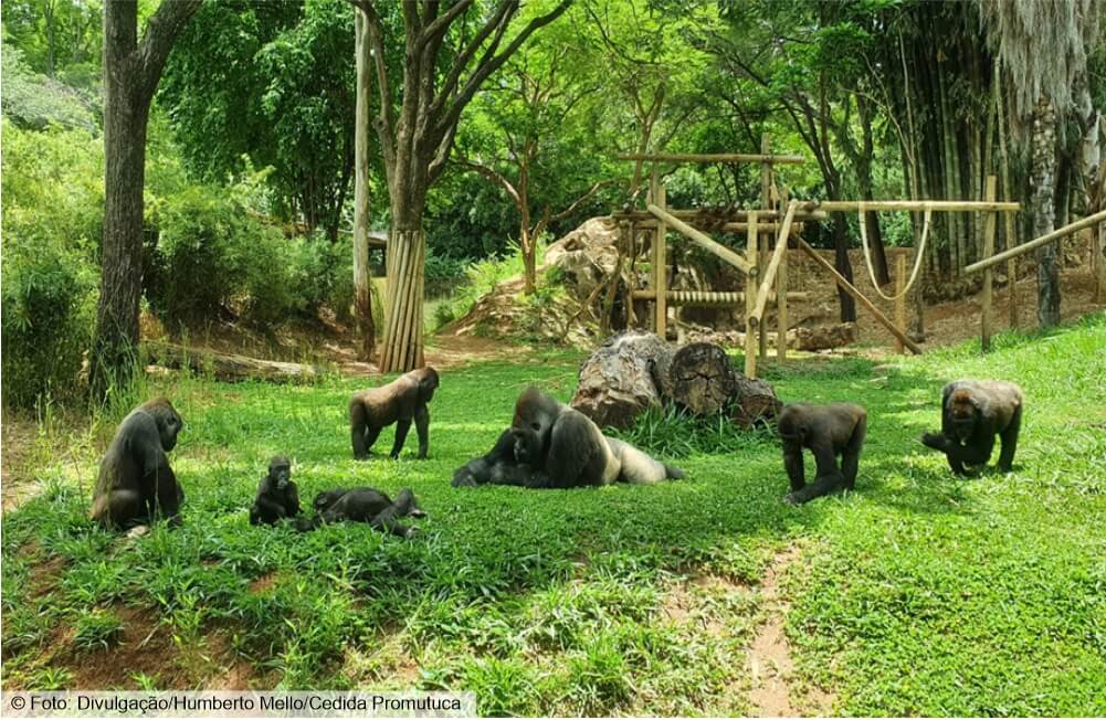 Zoo: o lado que ninguém vê