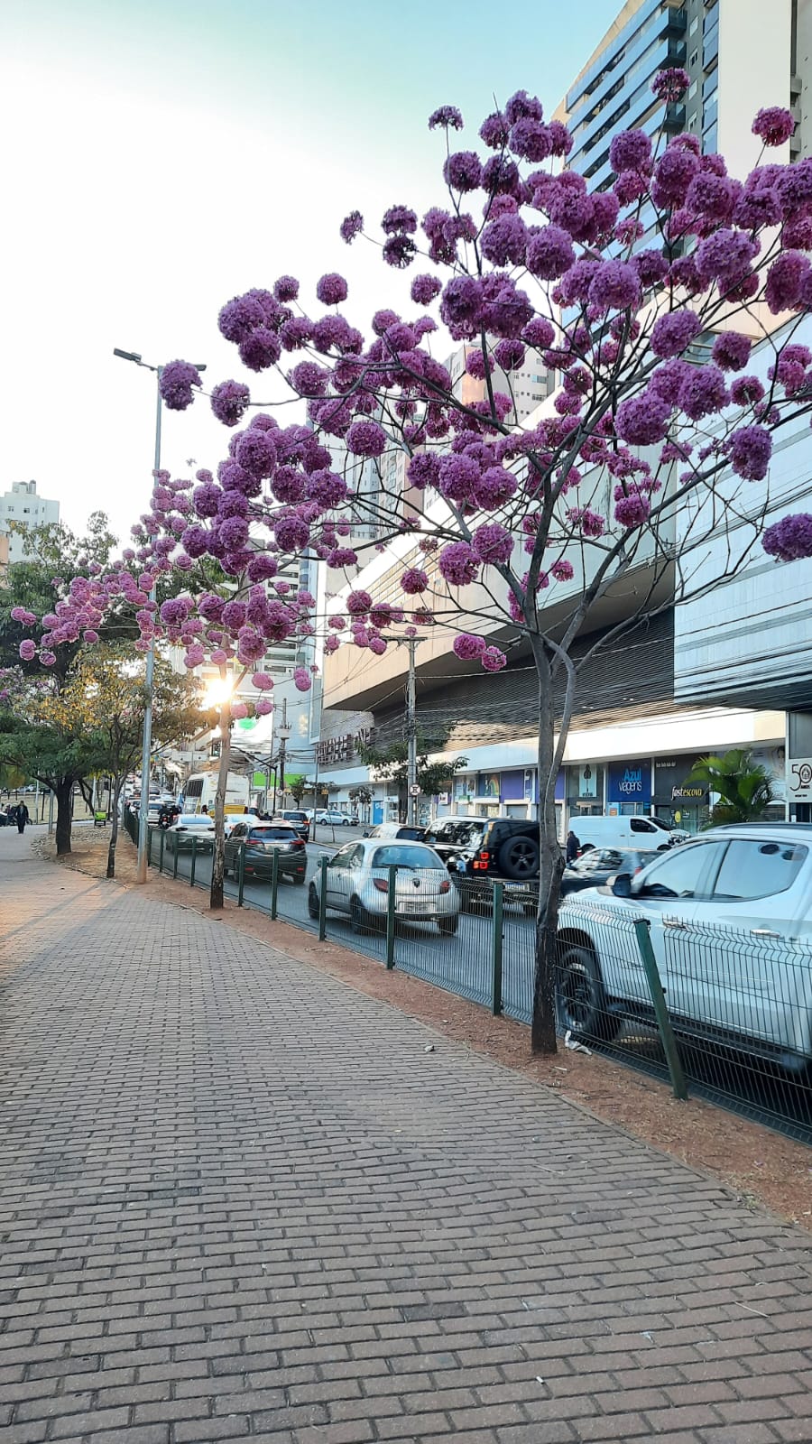 Ipês floridos amenizam o trânsito congestionado do Belvedere