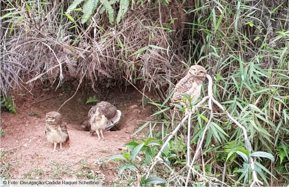 Ataque de coruja assusta moradora e sua cadelinha no Vila da Serra