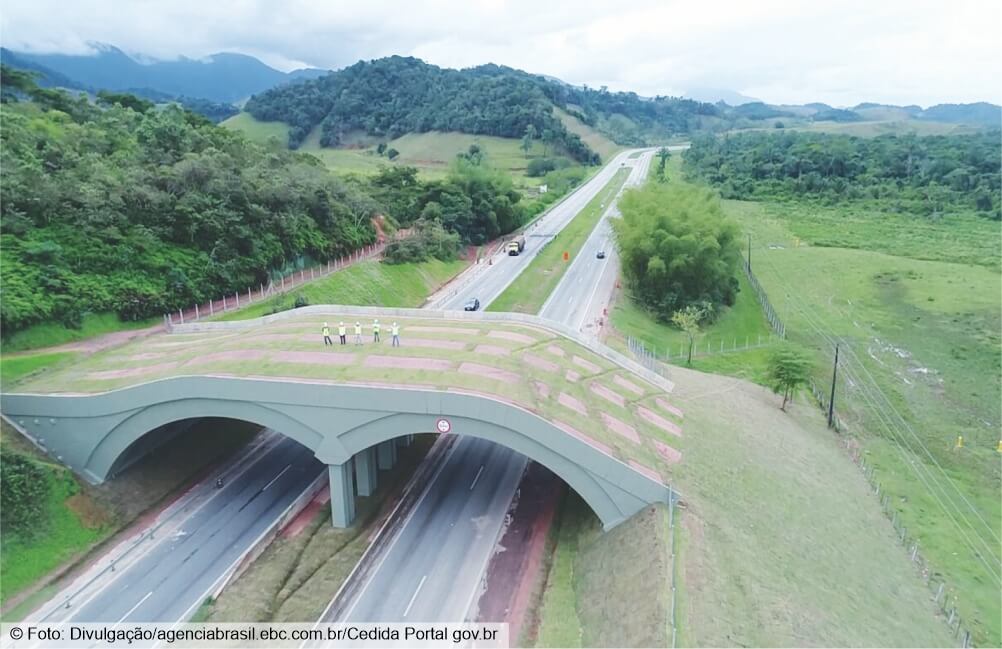 Conectando a biodiversidade: como os corredores ecológicos ajudam a proteger o ecossistema