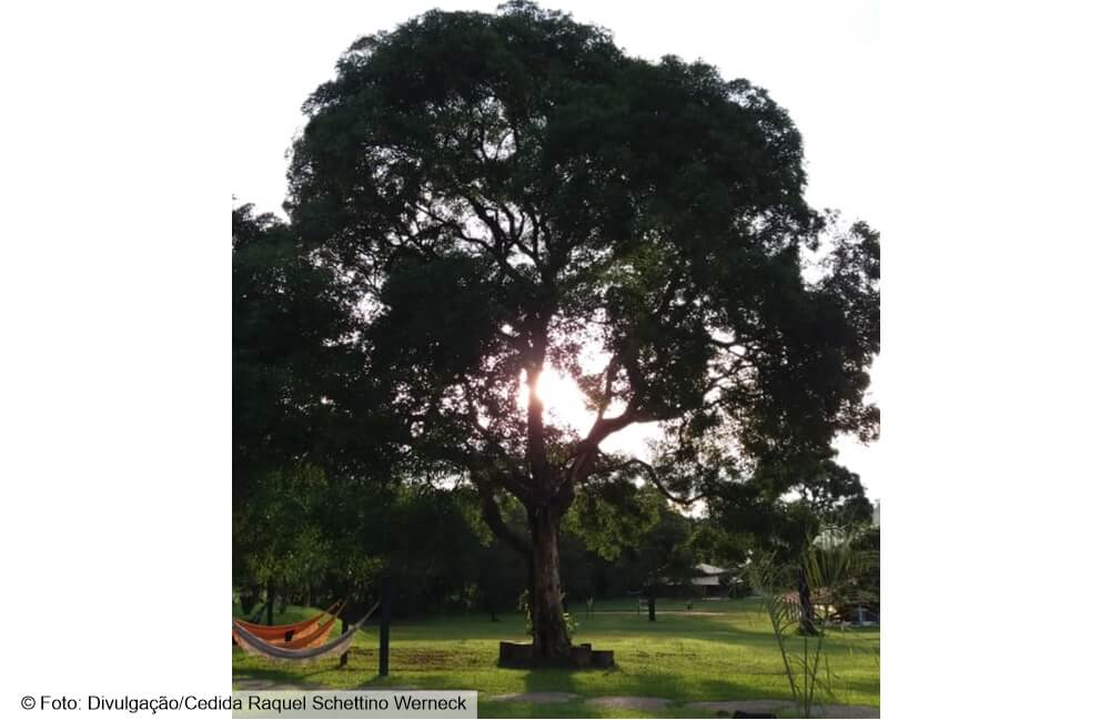 Quanto vale uma árvore?