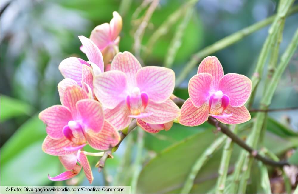 BH recebe 42ª Exposição Nacional de Orquídeas