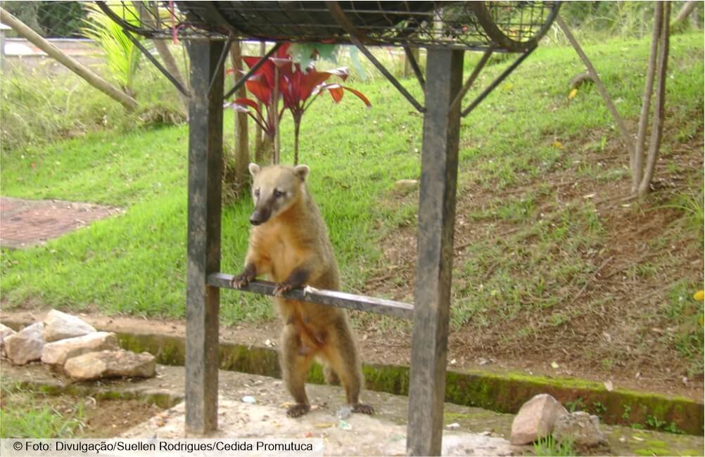 Está na hora da onça beber água!