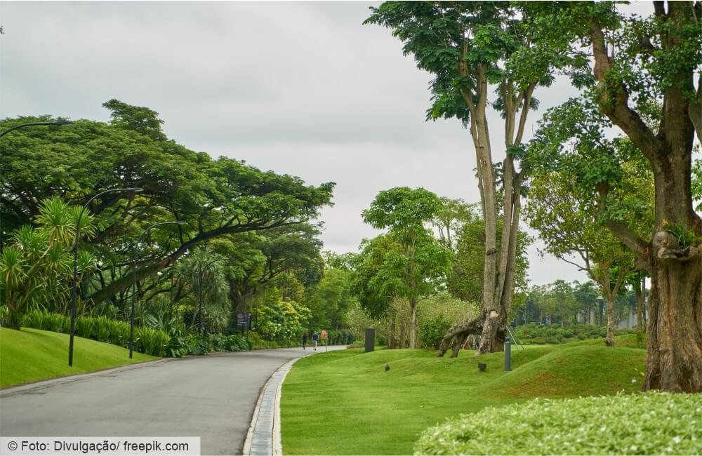 A importância de se restaurar áreas verdes urbanas