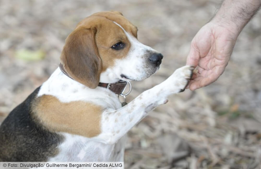 Governador veta novas regras para criação e venda de cães e gatos de raça