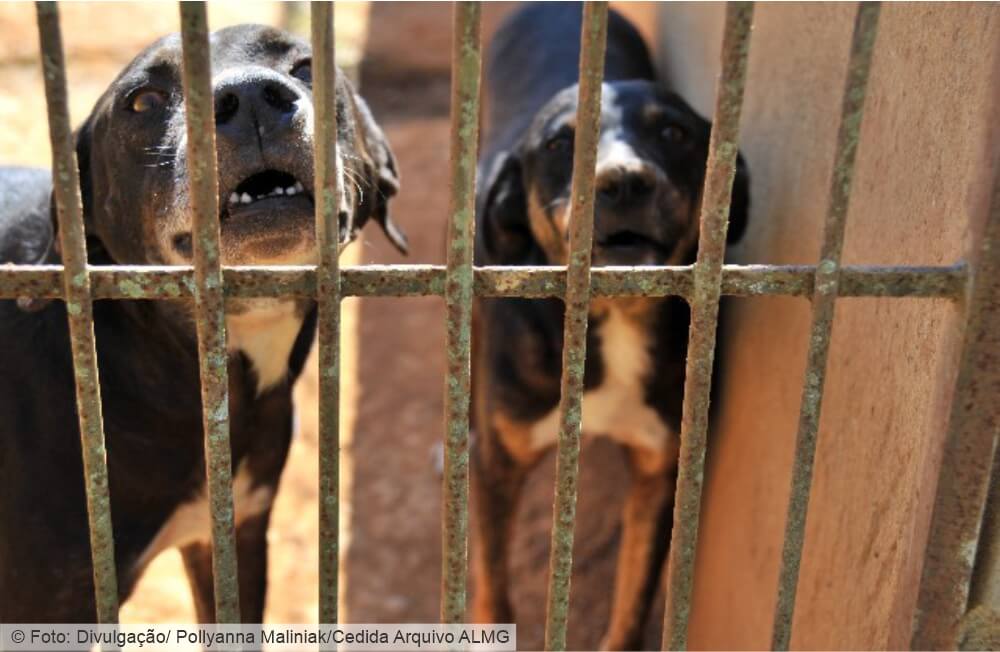 Focinheiras em pit bulls e outras raças passam a ser obrigatórias