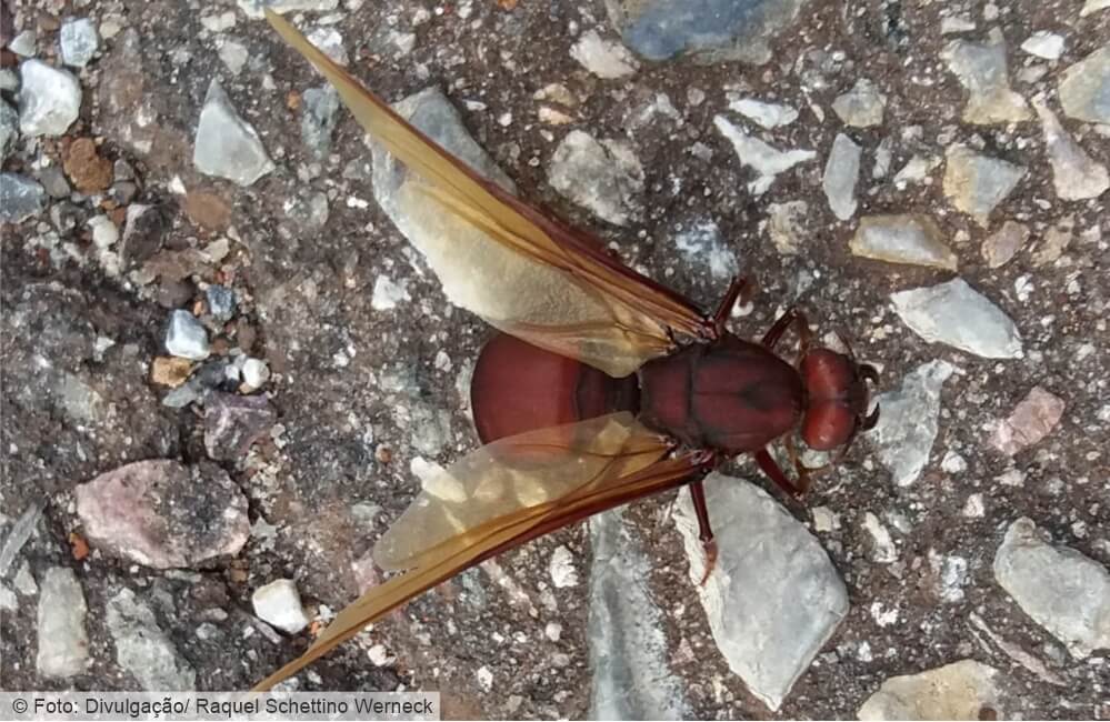 O que temos a aprender com as formigas