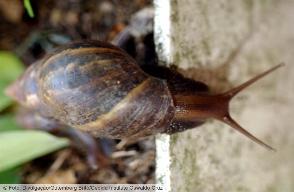 Nova Lima intensifica ações de combate ao caramujo africano