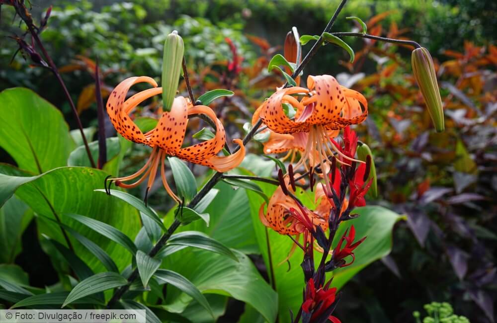 A introdução de espécies exóticas na natureza