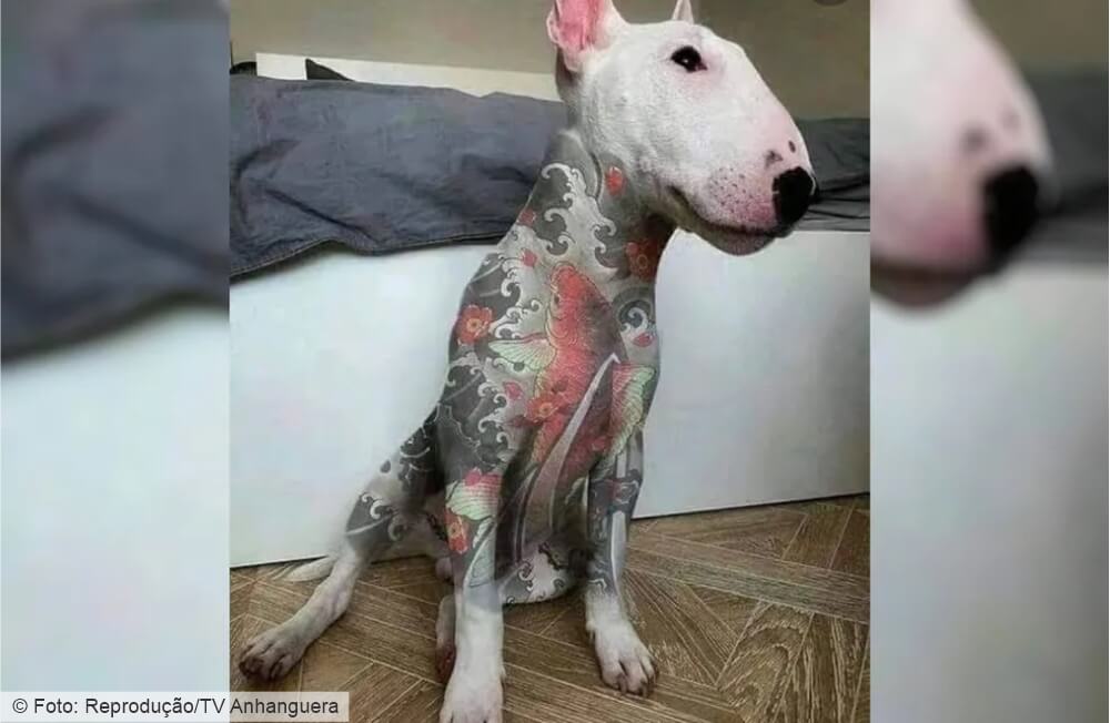 Senado aprova projeto do deputado Fred Costa que proíbe tatuagens e piercings em cães e gatos