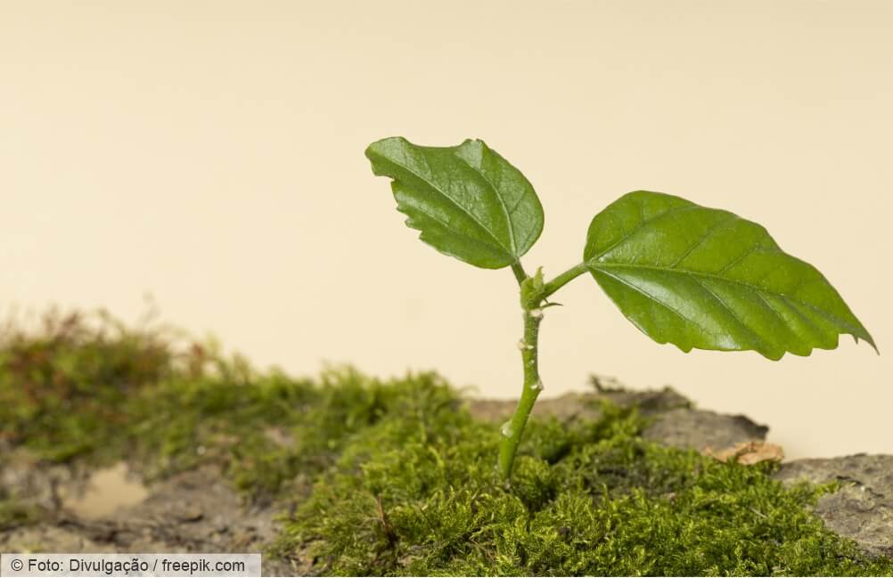 Como a natureza se cura?  Descubra o poder da sucessão ecológica