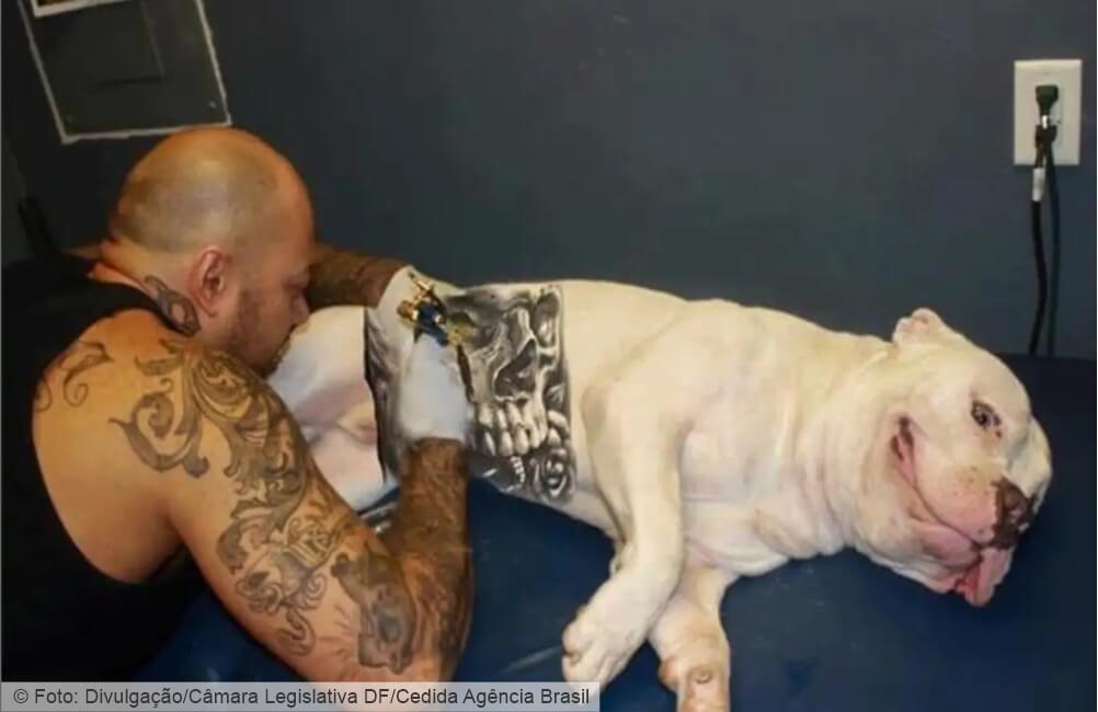 Governo Federal sanciona lei que proíbe tatuagens e piercings em cães e gatos