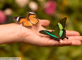 Borboletas: bioindicadores essenciais e aliadas na conservação ambiental
