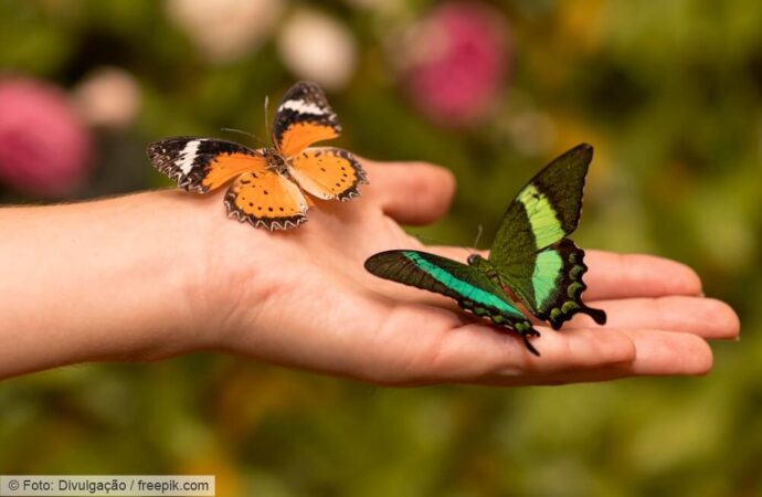 Borboletas: bioindicadores essenciais e aliadas na conservação ambiental