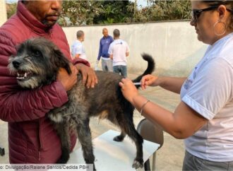 Minas Gerais dá início à campanha de vacinação contra a raiva em cães e gatos