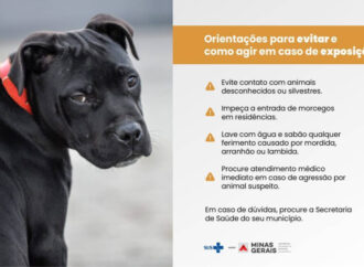 PBH promove imunização de animais contra a doença