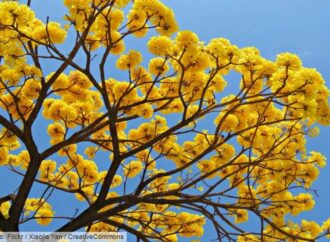 Ipês: a explosão de cores que representa a força da natureza