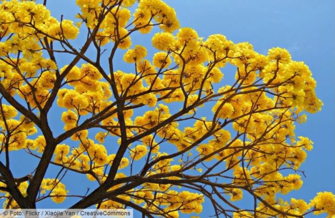 Ipês: a explosão de cores que representa a força da natureza