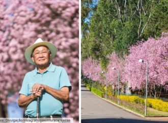 Senhor Miura, o cultivador das cerejeiras do Morro do Chapéu, deixa um legado cor de rosa