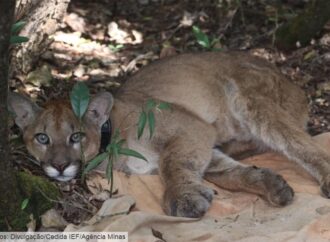 Sistema de monitoramento fortalece a conservação de animais silvestres no Parque do Rola-Moça