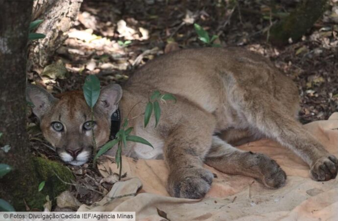 Sistema de monitoramento fortalece a conservação de animais silvestres no Parque do Rola-Moça