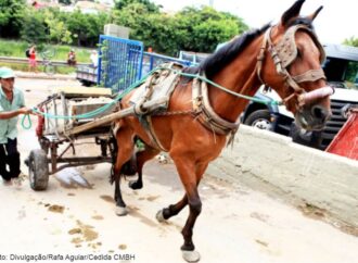 Já está em vigor a lei que põe fim o uso das carroças em BH