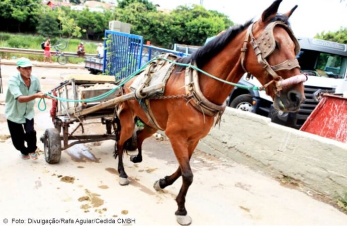 Já está em vigor a lei que põe fim o uso das carroças em BH
