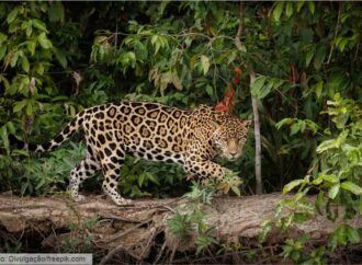 Biodiversidade e Espécies Ameaçadas: um patrimônio em risco