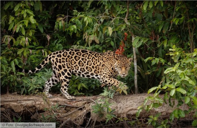 Biodiversidade e Espécies Ameaçadas: um patrimônio em risco