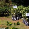 Quintal Protegido distribui mudas frutíferas