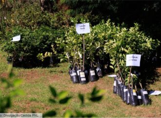 Quintal Protegido distribui mudas frutíferas