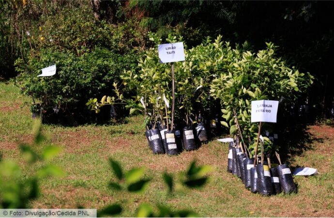 Quintal Protegido distribui mudas frutíferas