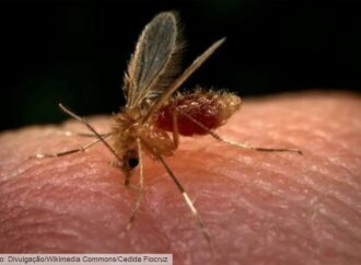 É preciso ficar em alerta diante dos sinais clínicos da Leishmaniose Visceral