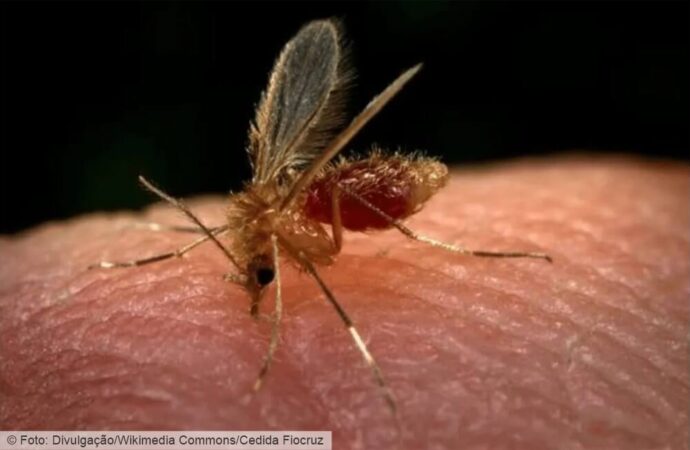 É preciso ficar em alerta diante dos sinais clínicos da Leishmaniose Visceral