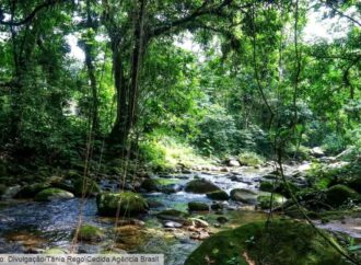 Mata Atlântica – Restauração florestal, corredores ecológicos e os desafios da conservação em áreas urbanas