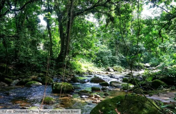 Mata Atlântica – Restauração florestal, corredores ecológicos e os desafios da conservação em áreas urbanas