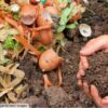 Compostagem Doméstica: uma responsabilidade ambiental em transformar resíduos em adubo