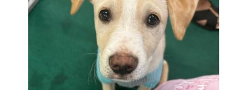 Pátio Savassi promove ação de adoção de cães e gatos